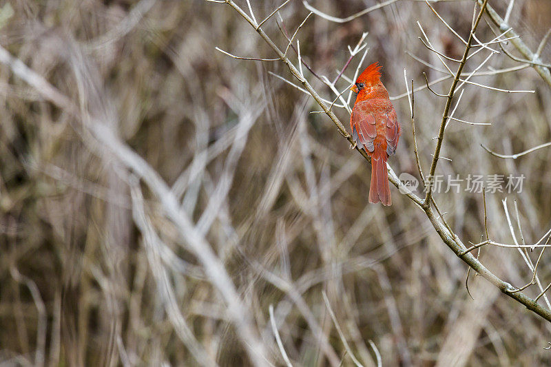 雄性北方红衣主教(Cardinalis Cardinalis)